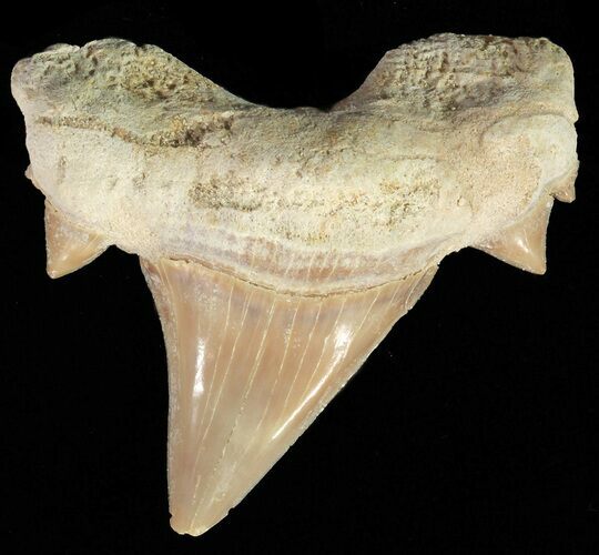 Nice Serratolamna Fossil Shark Tooth #67213
